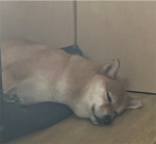 f:id:kotakota1102:20241231154943j:image