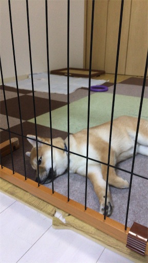 f:id:kotakota1102:20241231155128j:image