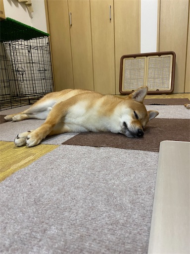 f:id:kotakota1102:20241231155135j:image
