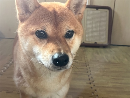 f:id:kotakota1102:20250105211421j:image