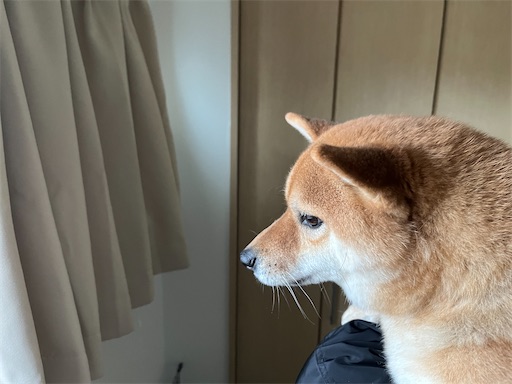 f:id:kotakota1102:20250208124026j:image