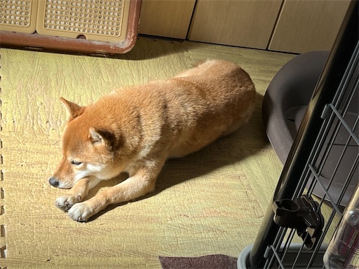 f:id:kotakota1102:20250208125356j:image