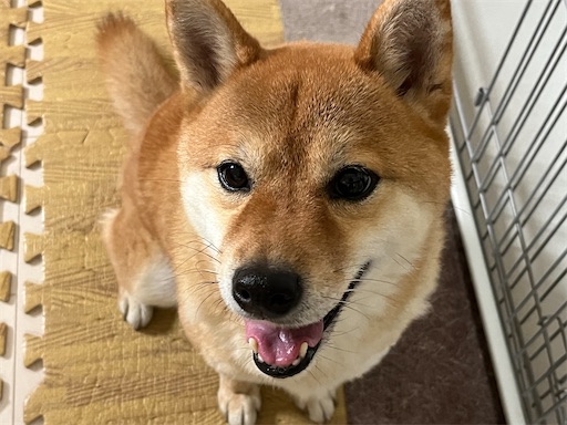 f:id:kotakota1102:20250317133011j:image