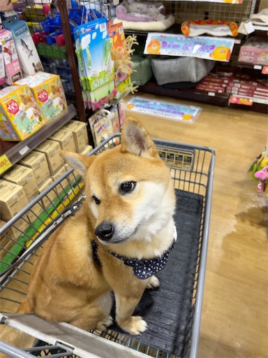 f:id:kotakota1102:20250317133452j:image