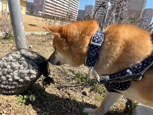 f:id:kotakota1102:20250330162235j:image