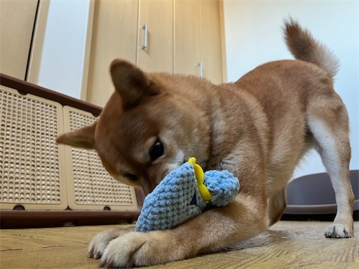 f:id:kotakota1102:20250509194428j:image
