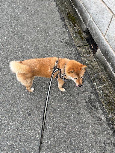 f:id:kotakota1102:20250510234543j:image