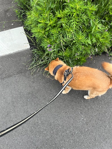 f:id:kotakota1102:20250510234547j:image