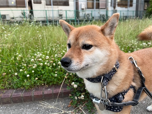 f:id:kotakota1102:20250627153700j:image