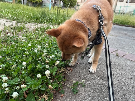 f:id:kotakota1102:20250627153703j:image