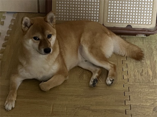f:id:kotakota1102:20250712232800j:image