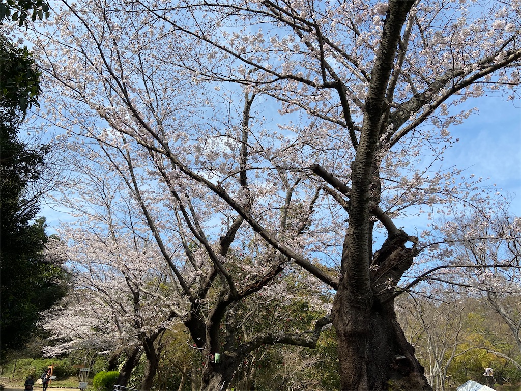 f:id:kotama2015:20210322220035j:image