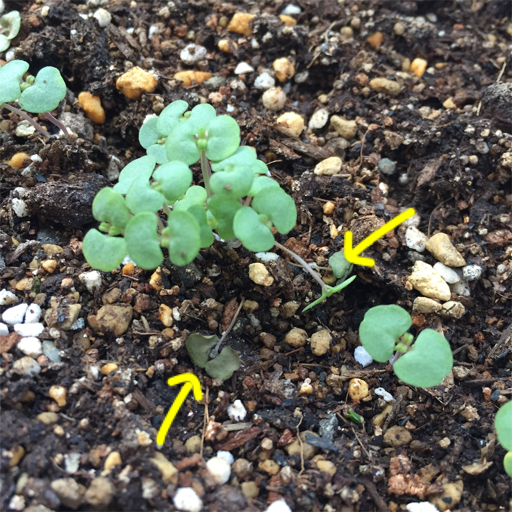大葉 しそ 倒れている苗 12日目 こたま のベランダ菜園日記 大葉 しそ 倒れている苗 12日目 こたま のベランダ菜園日記