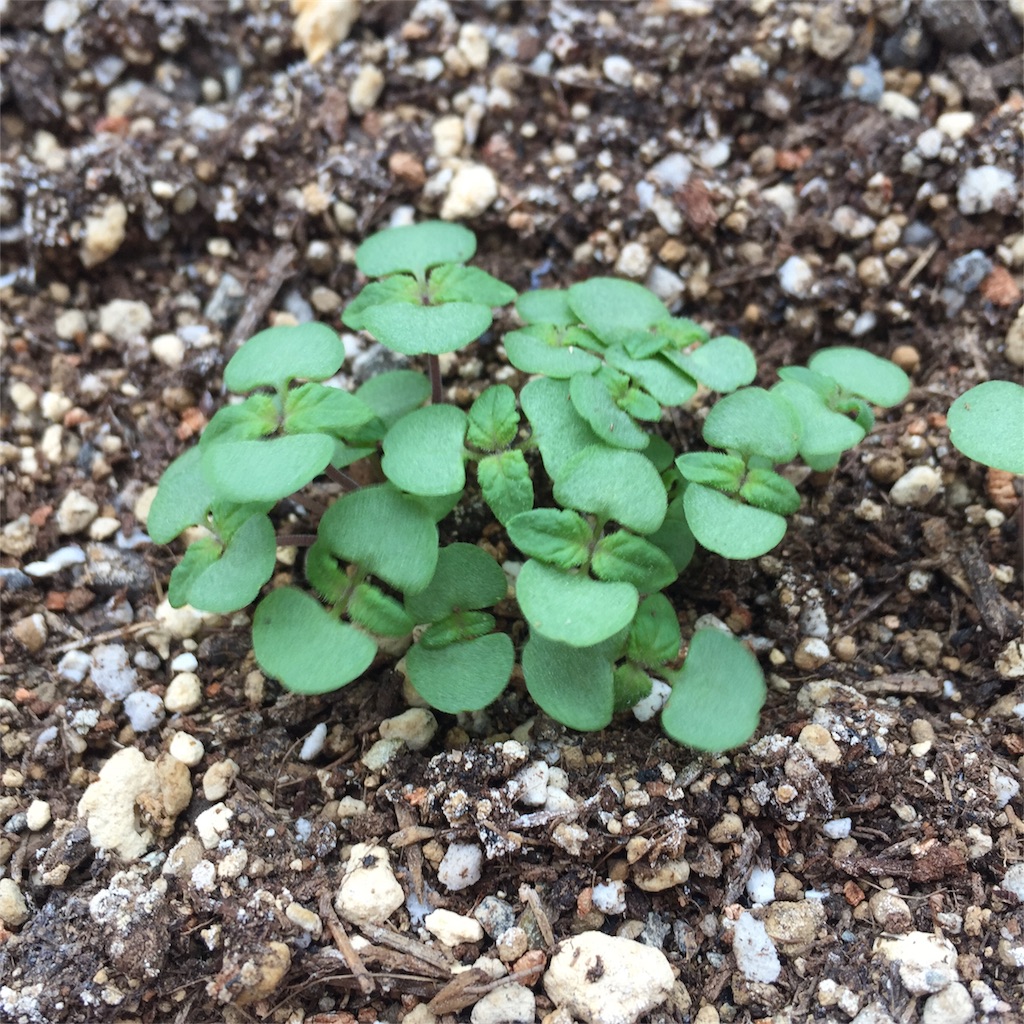 大葉 しそ 初めての間引き 15日目 こたま のベランダ菜園日記