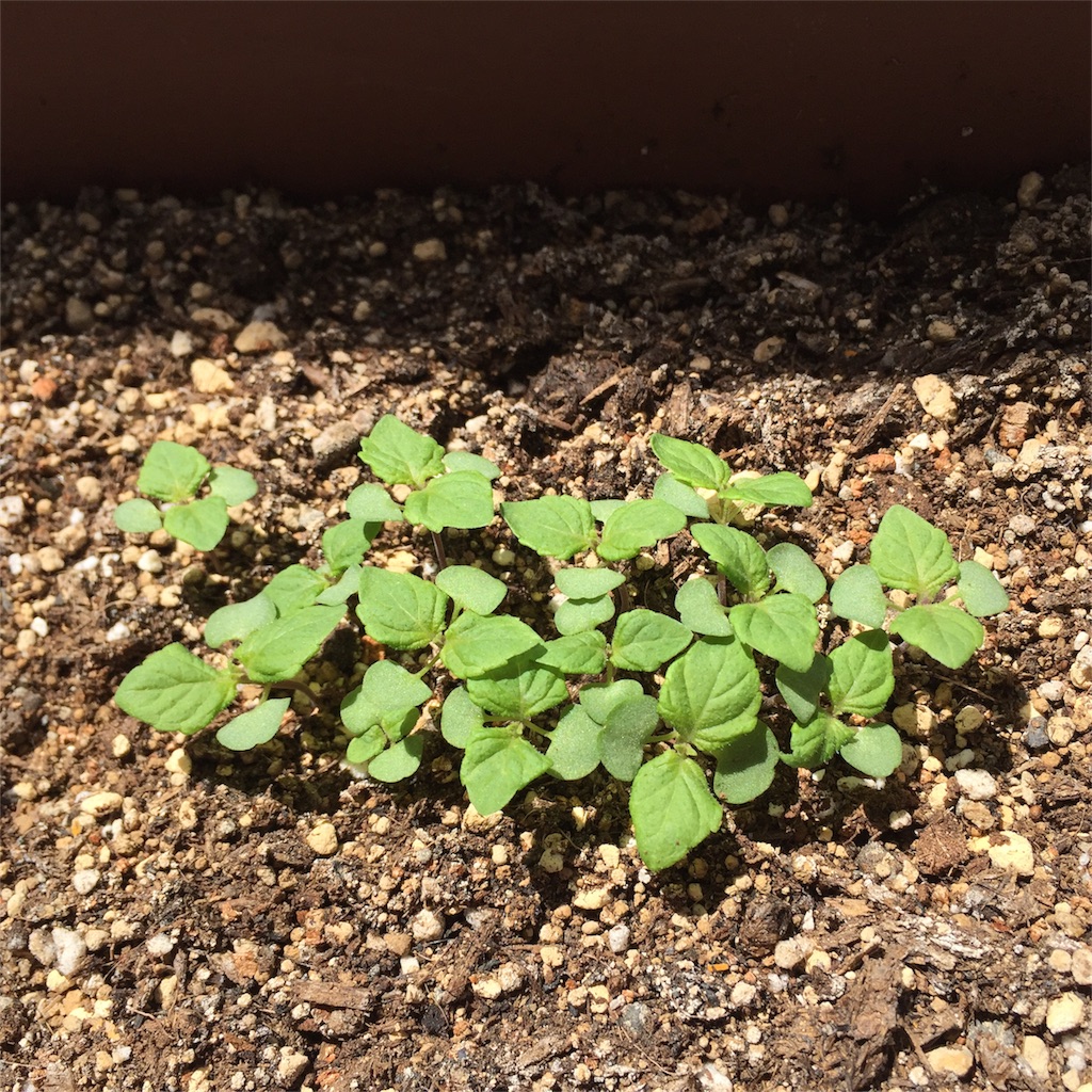 大葉 しそ 本葉が双葉より大きくなってきました 19日目 こたま のベランダ菜園日記