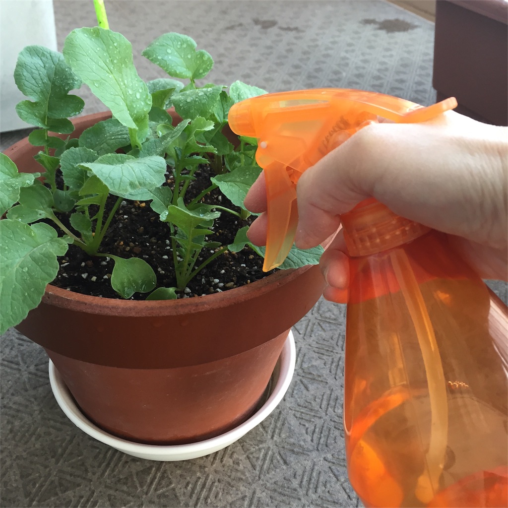 f:id:kotamawo:20180528124839j:plain