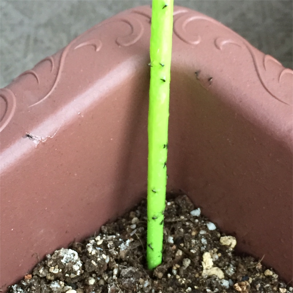 f:id:kotamawo:20180530112149j:image