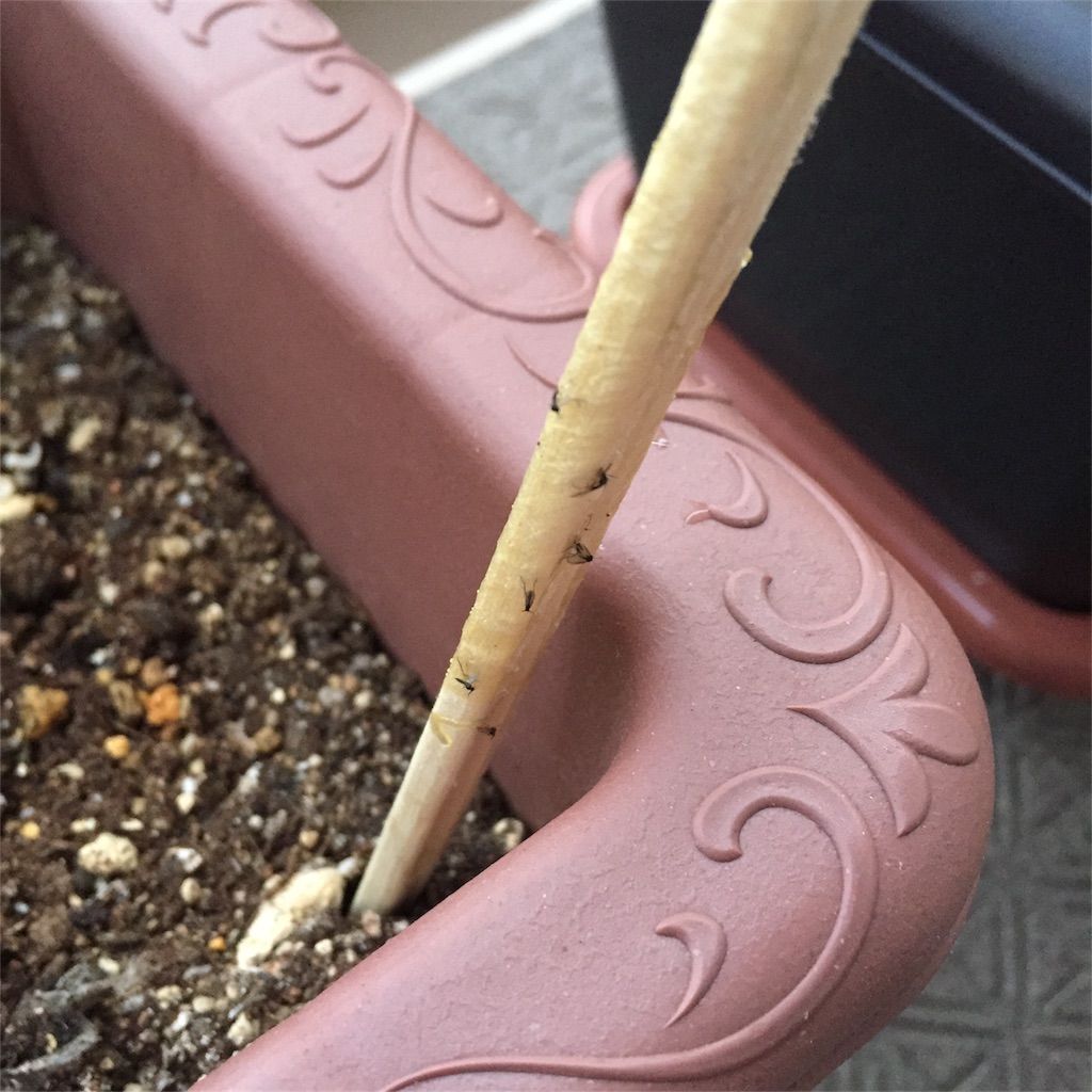 f:id:kotamawo:20180530112154j:image