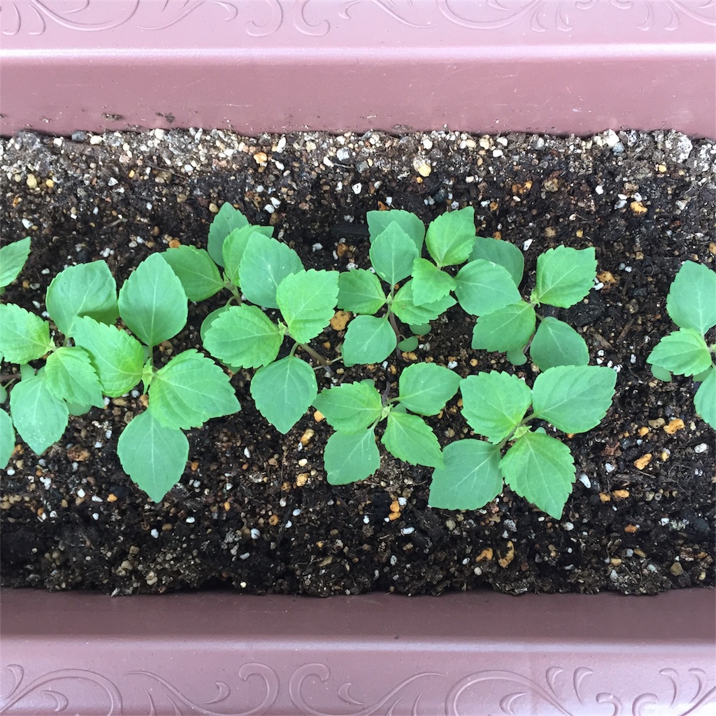 f:id:kotamawo:20180531095523j:image