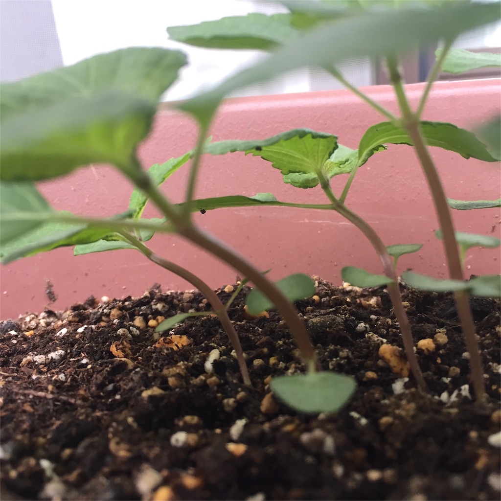 f:id:kotamawo:20180531095544j:image