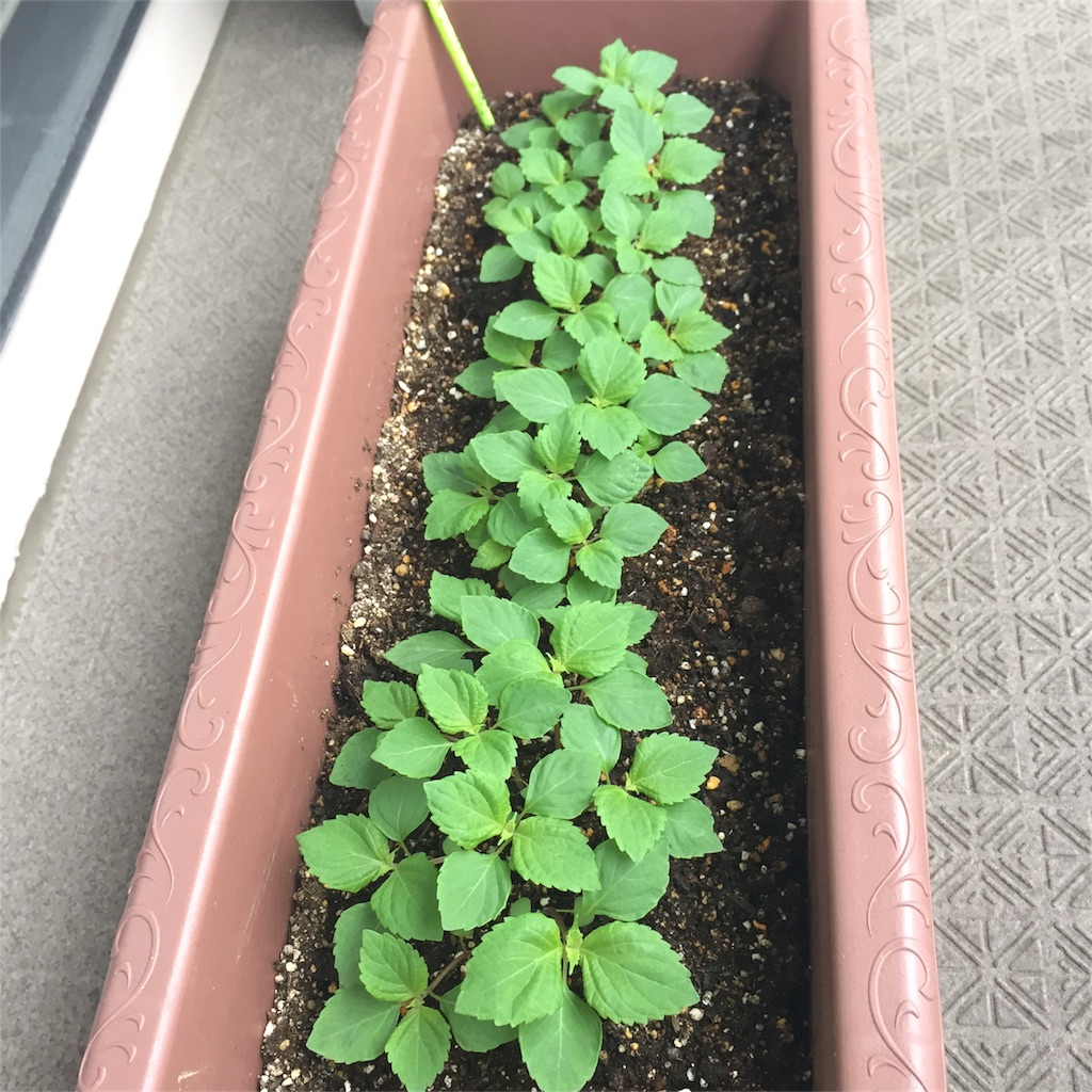 f:id:kotamawo:20180531095556j:image