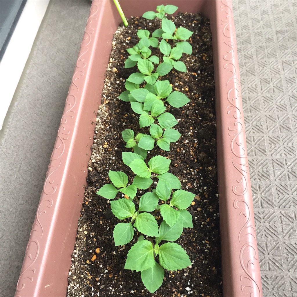 f:id:kotamawo:20180531095600j:image