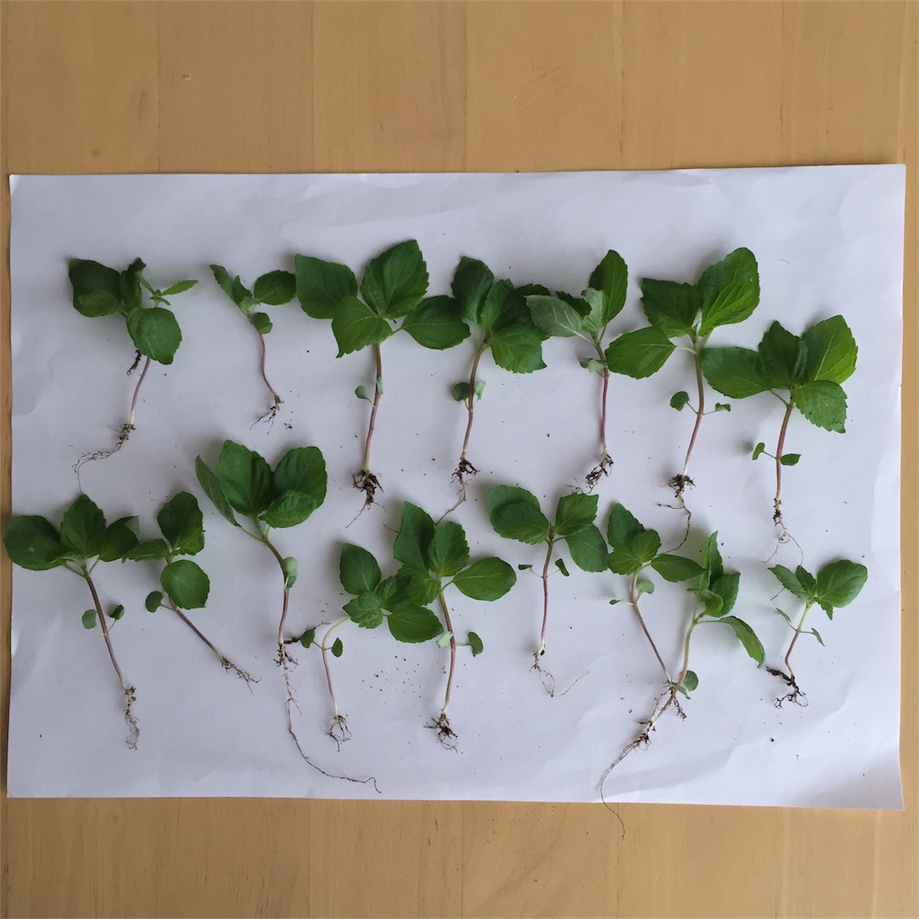 f:id:kotamawo:20180531095623j:image