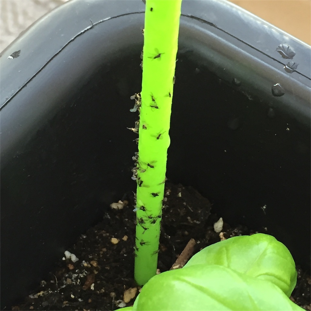 f:id:kotamawo:20180609082614j:image