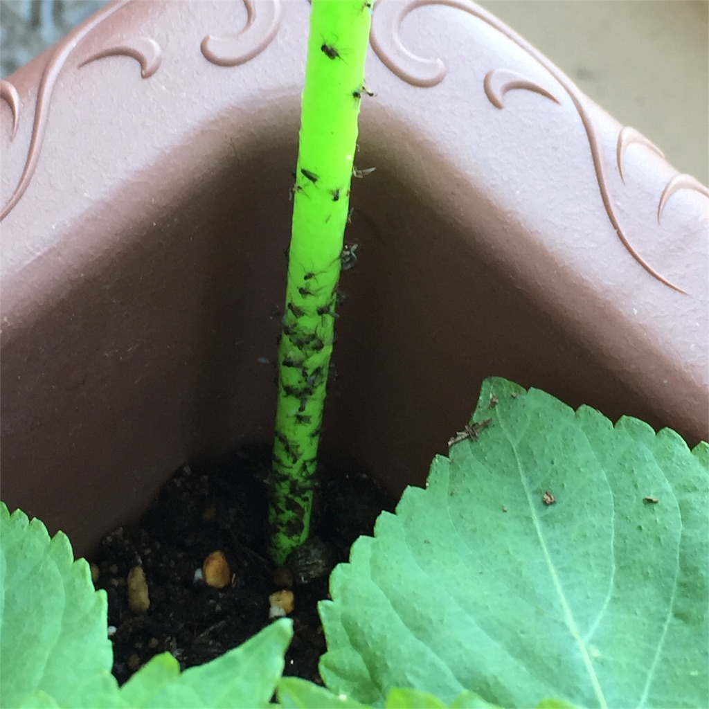 f:id:kotamawo:20180609082632j:image