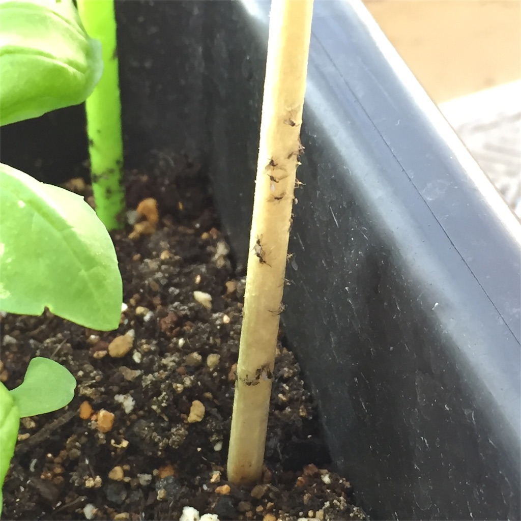 f:id:kotamawo:20180609082638j:image