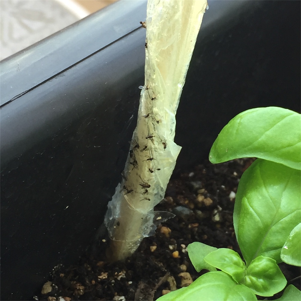 f:id:kotamawo:20180609082648j:image