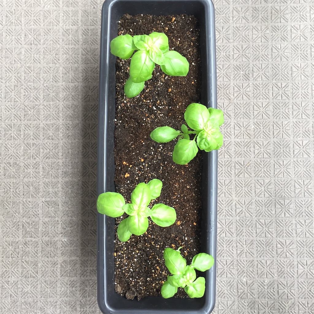 f:id:kotamawo:20180617141533j:plain