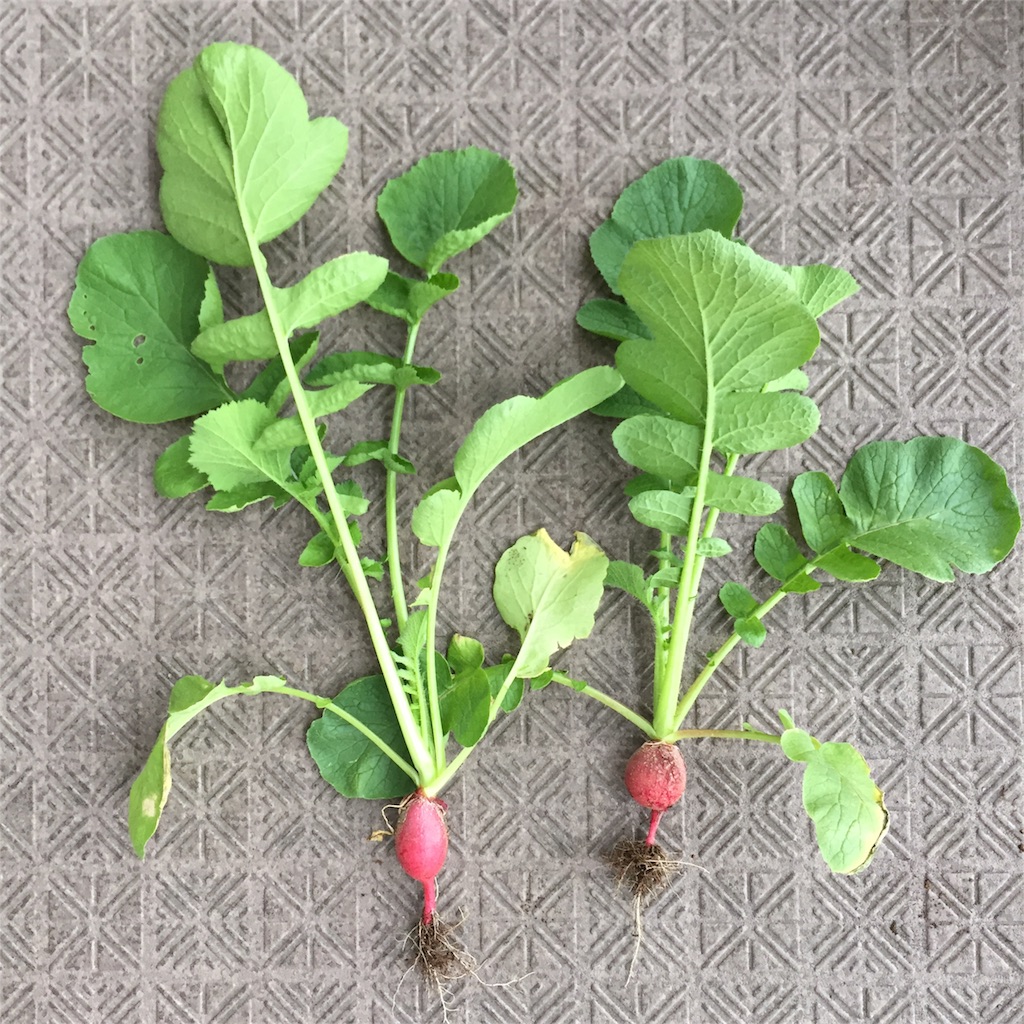 f:id:kotamawo:20180617141941j:image