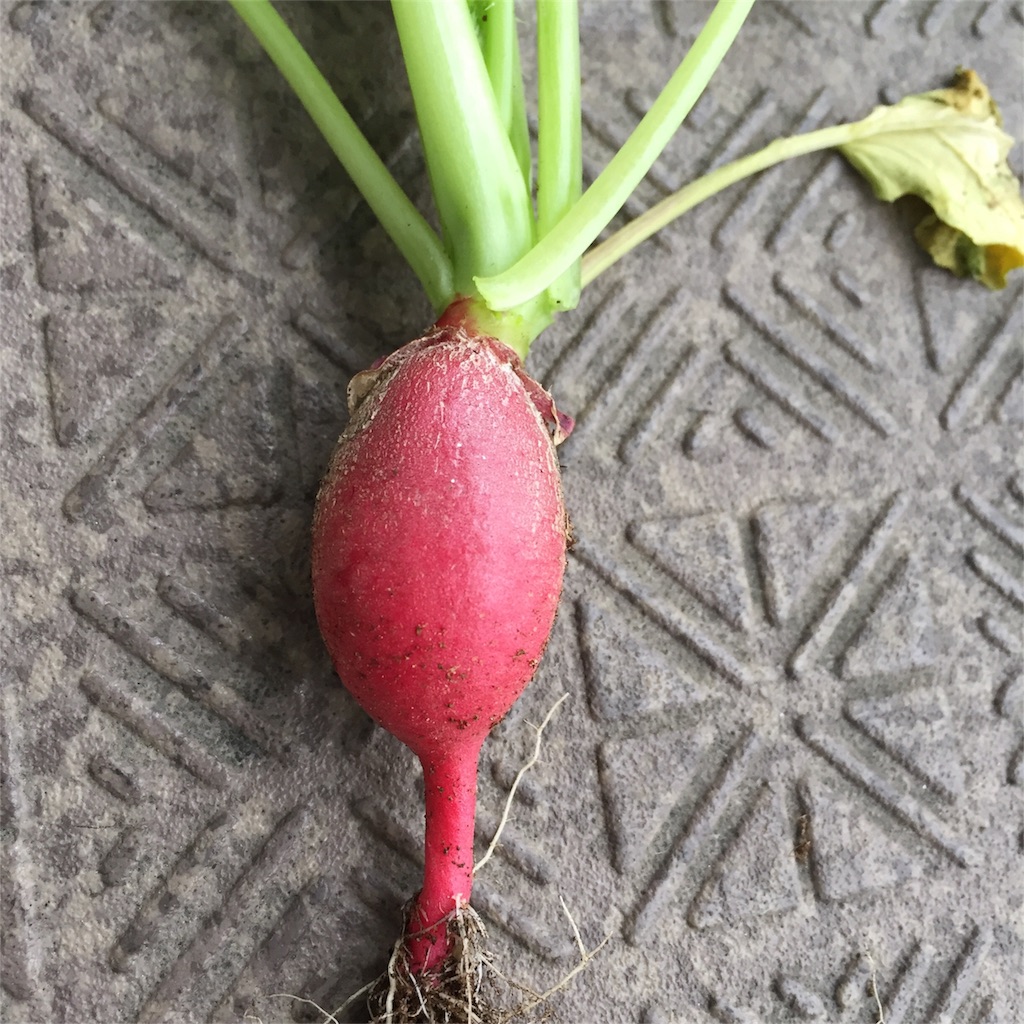 f:id:kotamawo:20180617142119j:image