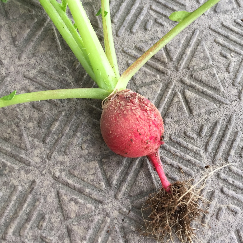 f:id:kotamawo:20180617222419j:image