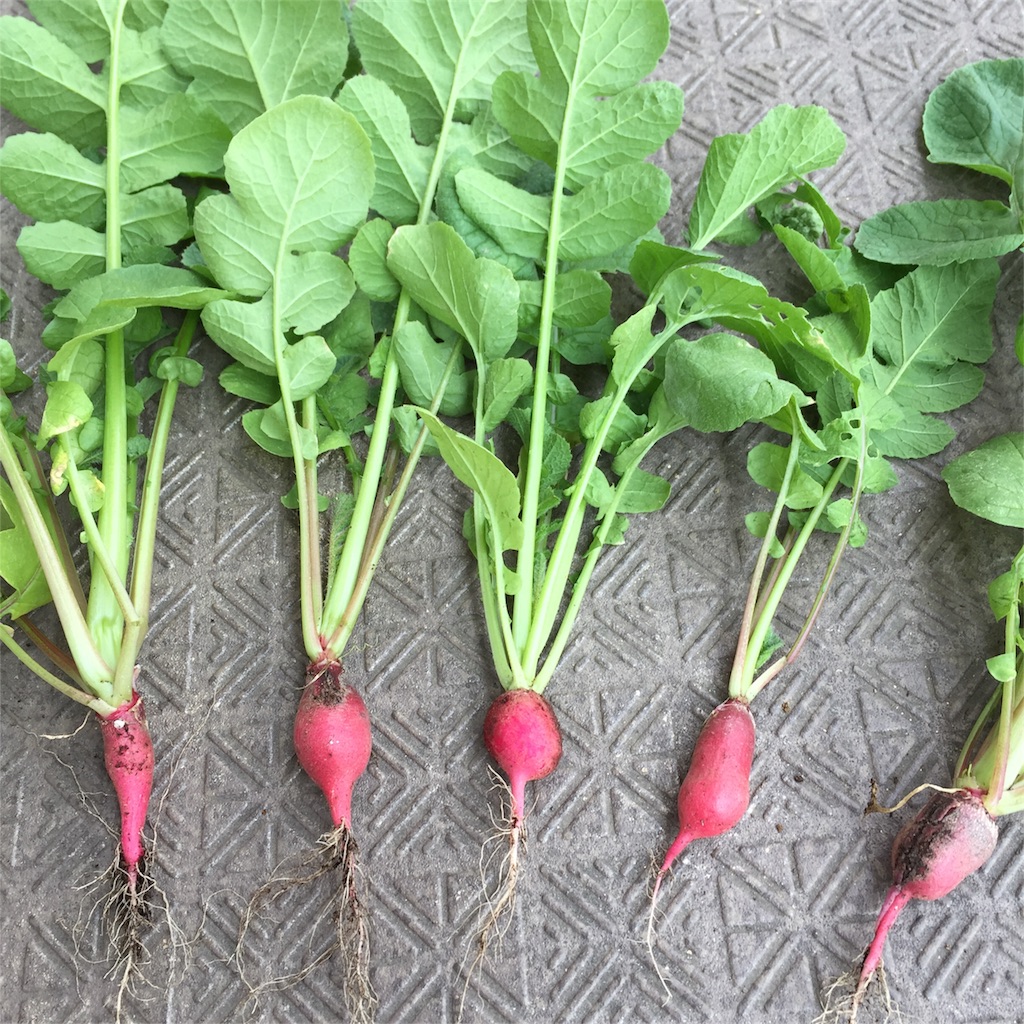 f:id:kotamawo:20180622152019j:image