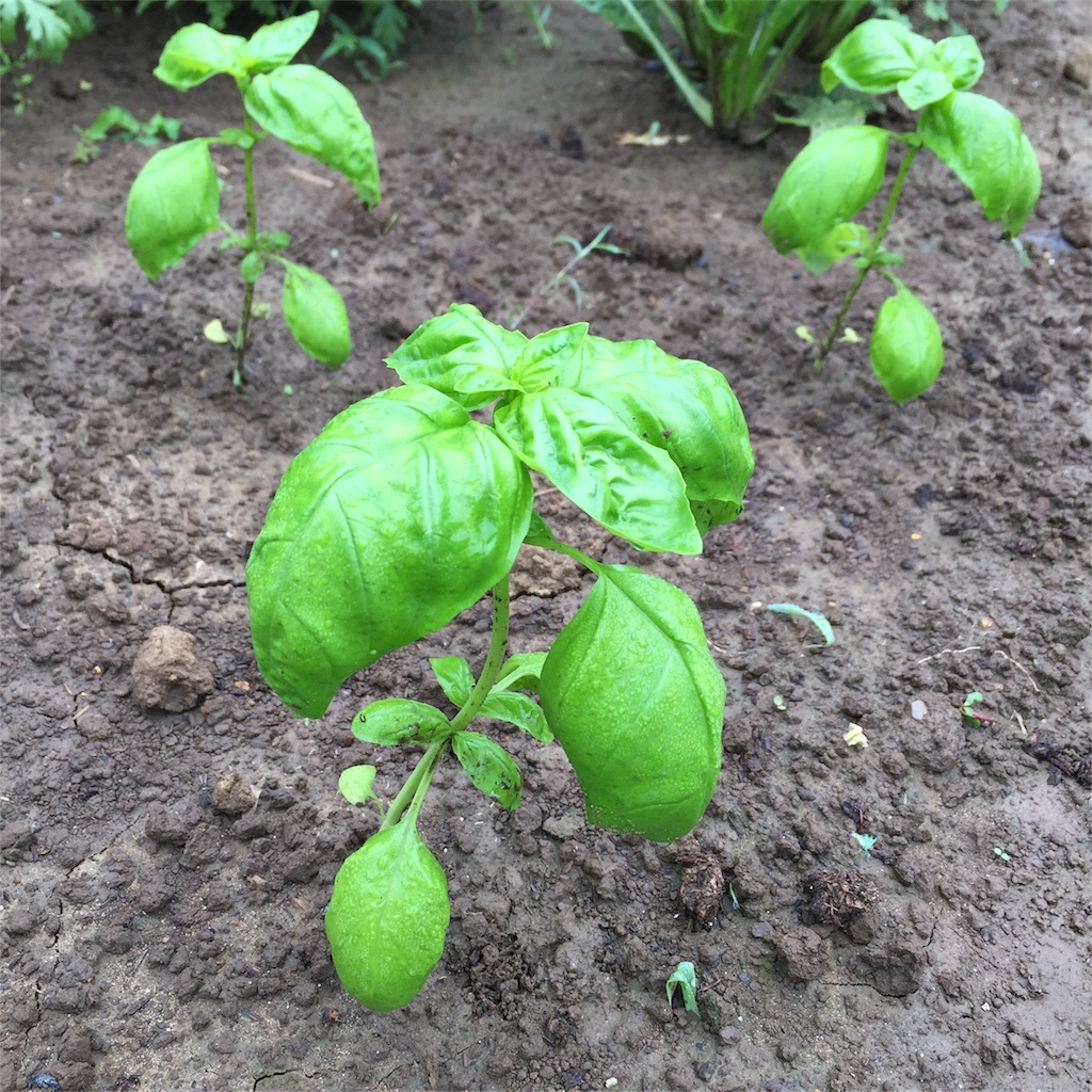 f:id:kotamawo:20180624172710j:image