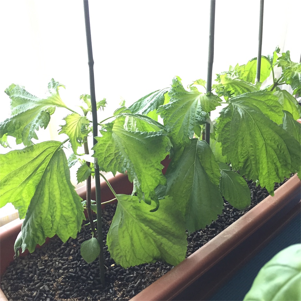 f:id:kotamawo:20180627111325j:image