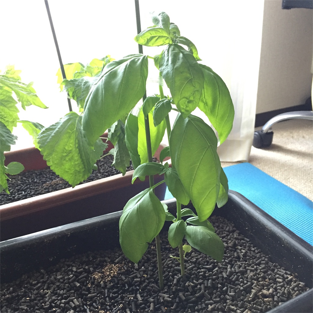 f:id:kotamawo:20180627111335j:image