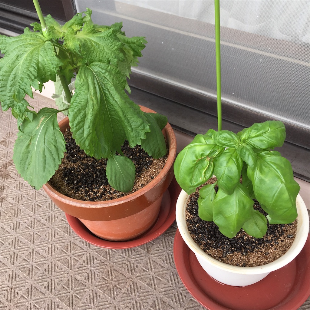 f:id:kotamawo:20180704113453j:image