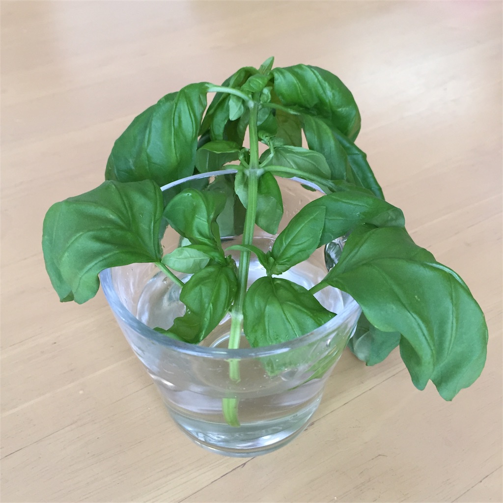 f:id:kotamawo:20180704115253j:image