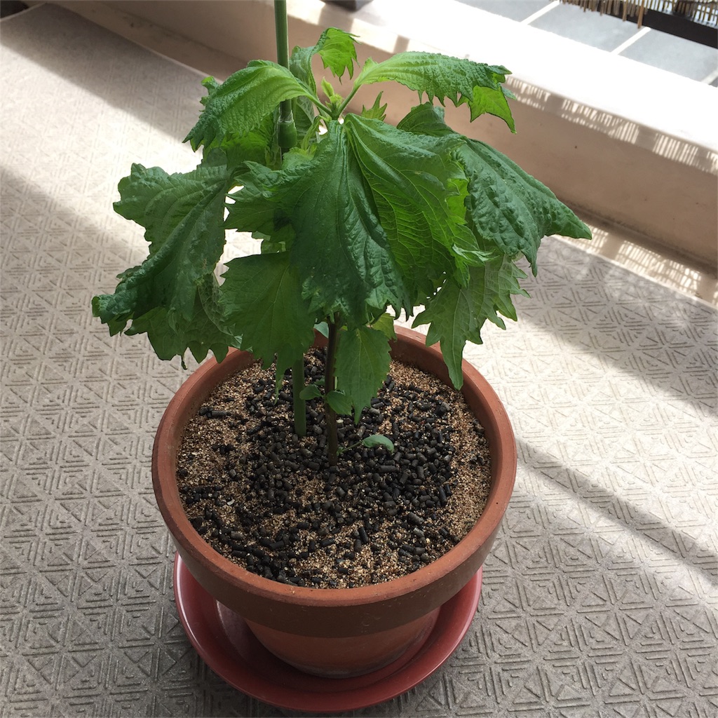 f:id:kotamawo:20180710092522j:image