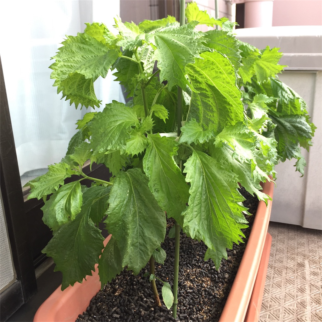 f:id:kotamawo:20180718101757j:image