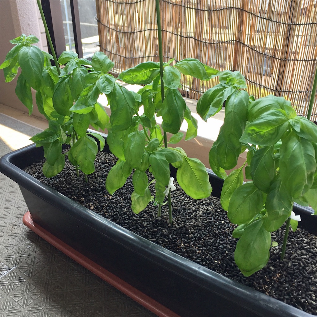 f:id:kotamawo:20180718102505j:image