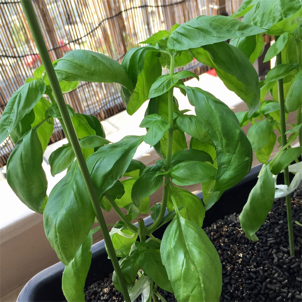 f:id:kotamawo:20180718102508j:image