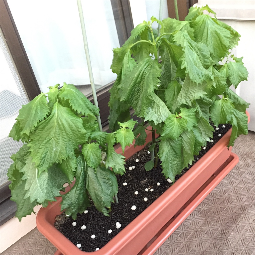 f:id:kotamawo:20180721204407j:image