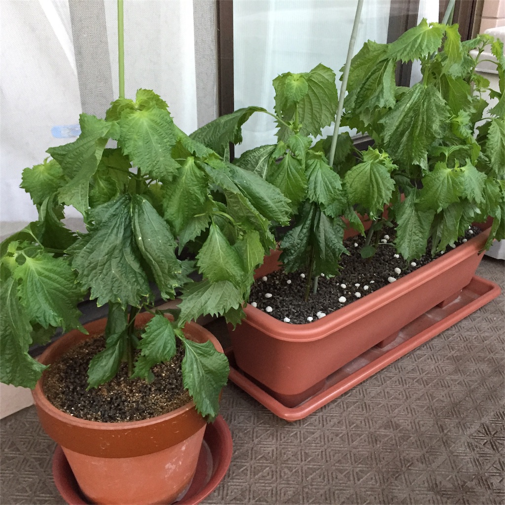 f:id:kotamawo:20180724085107j:image