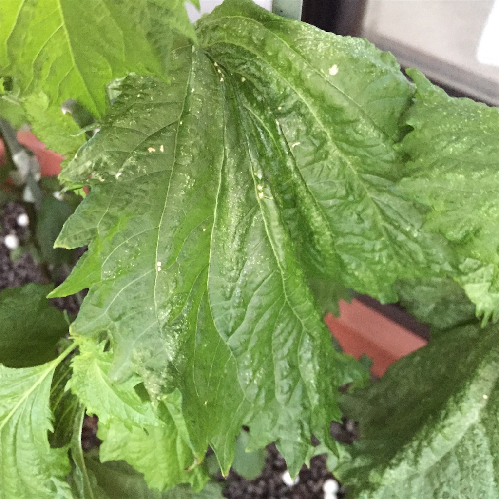 f:id:kotamawo:20180724085120j:image