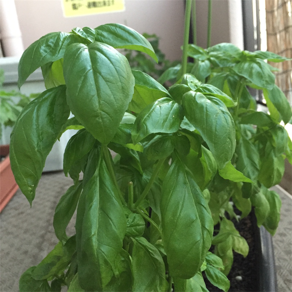 f:id:kotamawo:20180804212835j:image