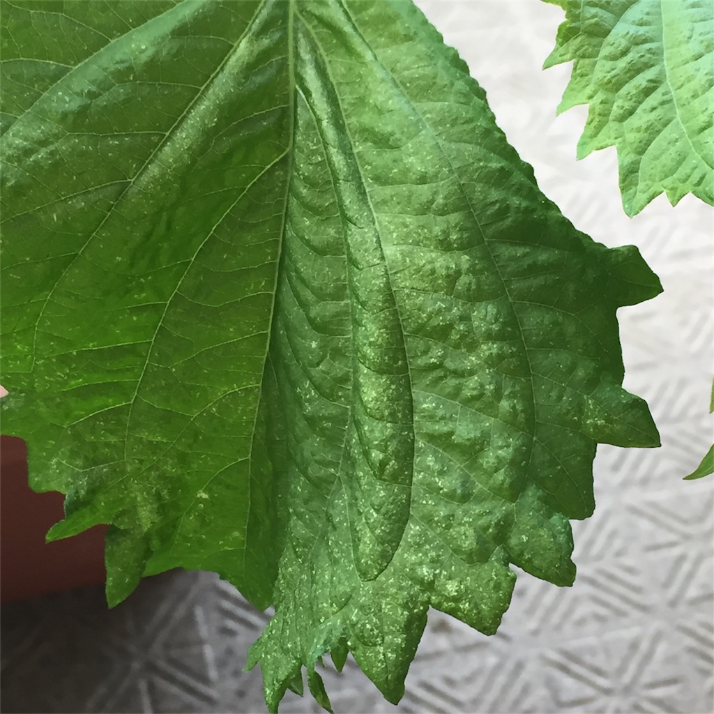 f:id:kotamawo:20180804213016j:image f:id:kotamawo:20180804213016j:image